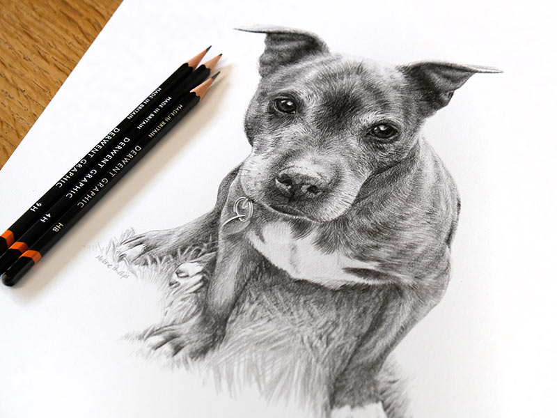 Dog Pencil Drawing