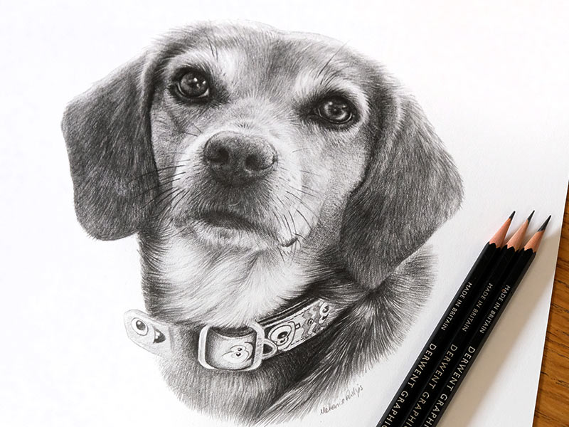 Beagle Pencil Pet Portrait of Frannie