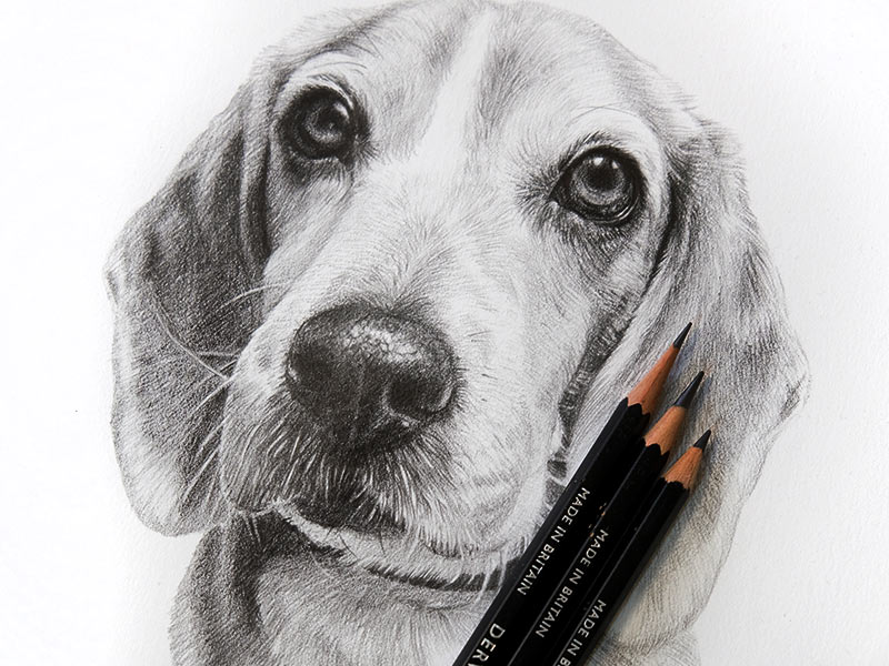 Beagle Pet Portrait of Blue