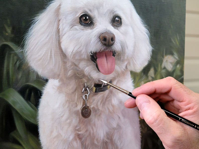 Bichon Frise Oil Painting