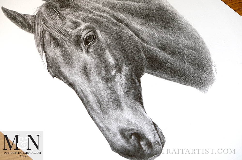 Horse Pencil Drawing