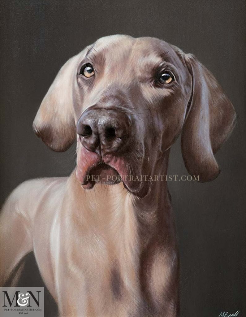 Weimaraner Oil Portrait