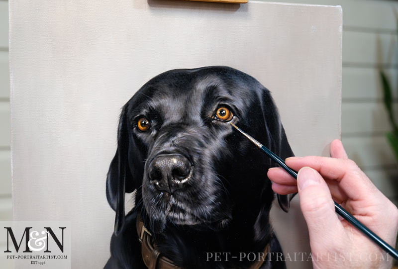 Black Labrador Oil Portrait