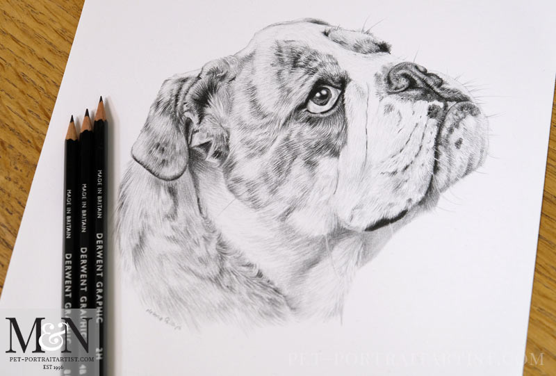 Bull Dog and Cow Pet Portraits