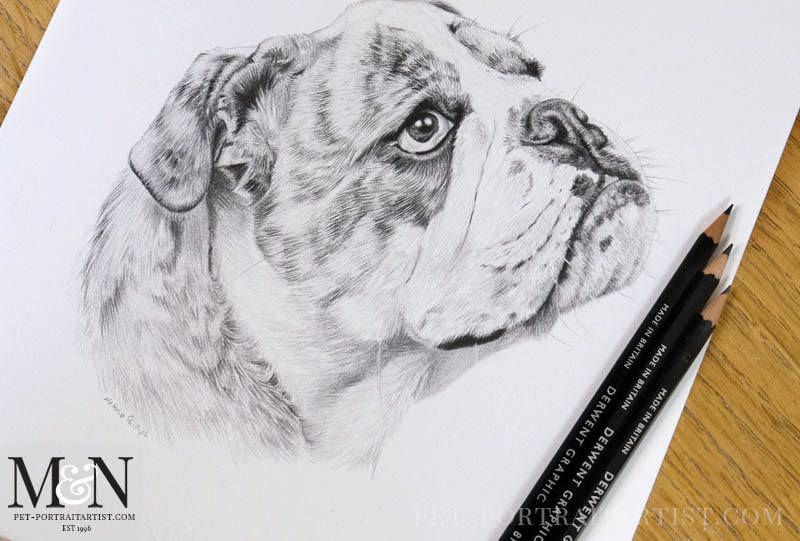 Bull Dog Portraits