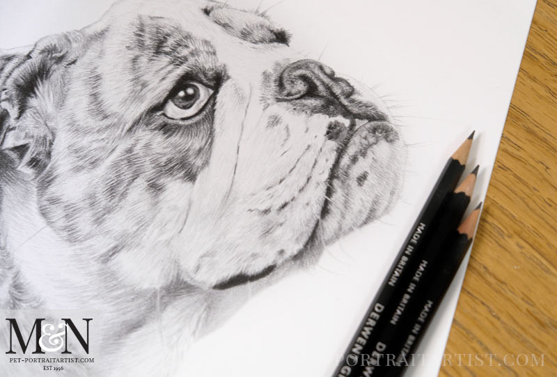 Bull Dog Pet Portraits