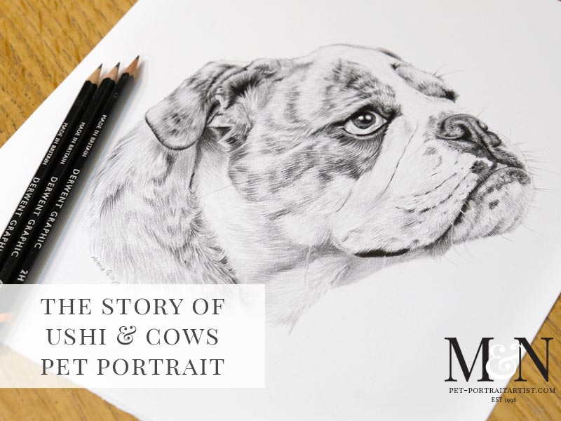 Bull Dog and Cow Pet Portraits