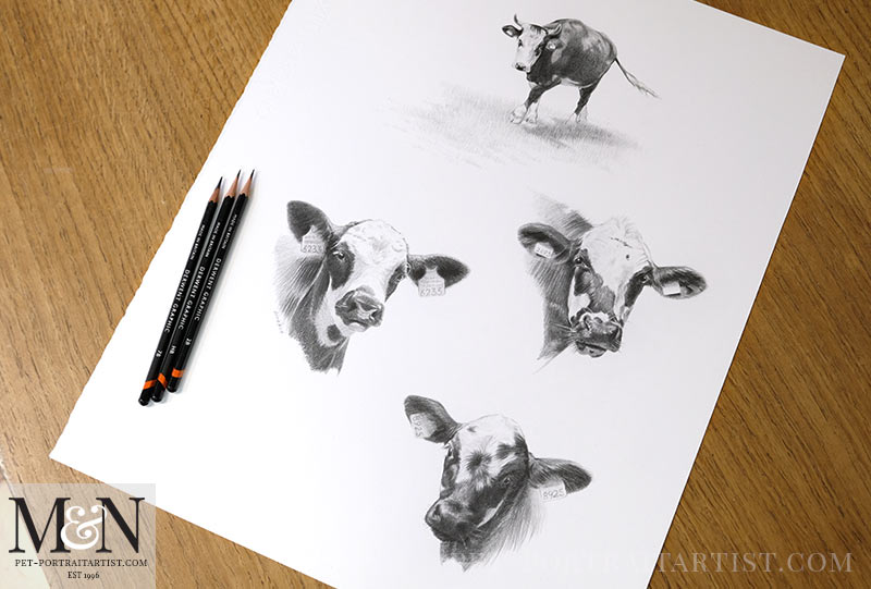 Cow Pet Portraits