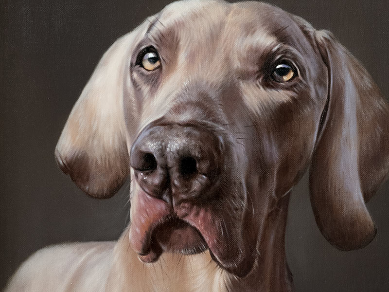 Weimaraner Oil Portrait