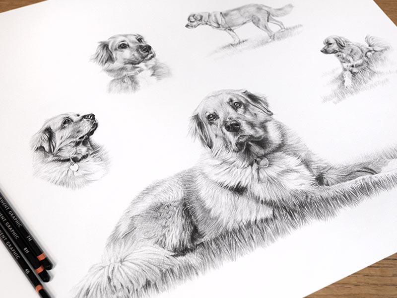 Pencil Pet Portrait Montage