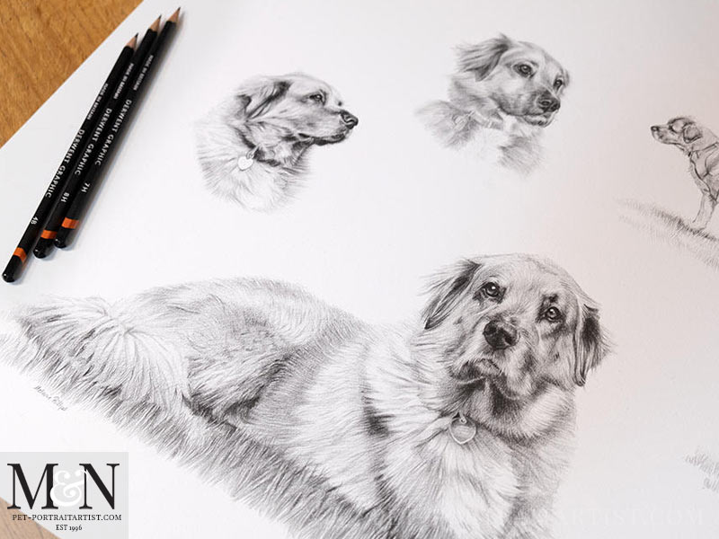 Pencil Pet Portrait Montage