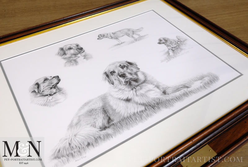 Pencil Pet Portrait Montage Framed