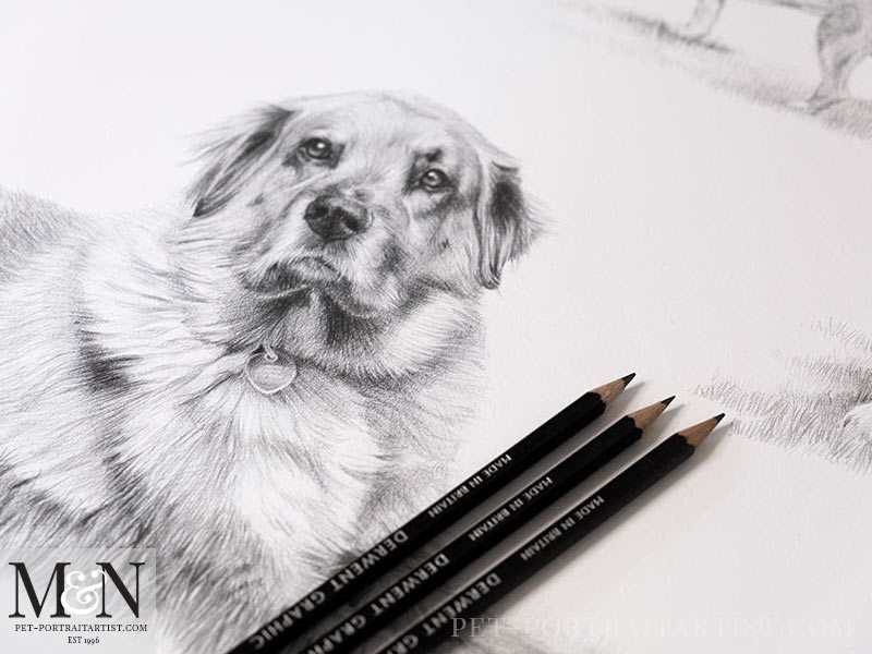 Pencil Pet Portrait Montage Detail