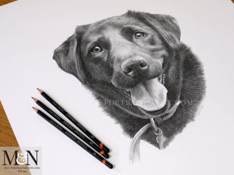 Black Labrador Portrait