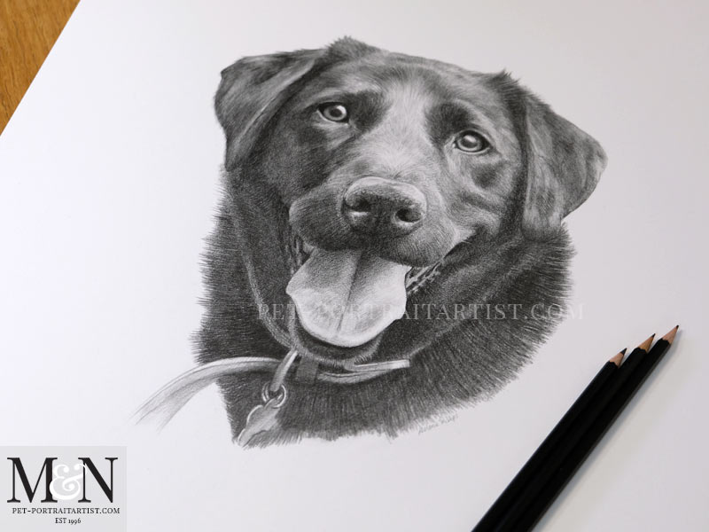 Black Labrador Portrait with Pencils