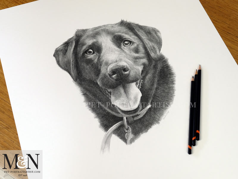Photo of the Black Labrador Portrait