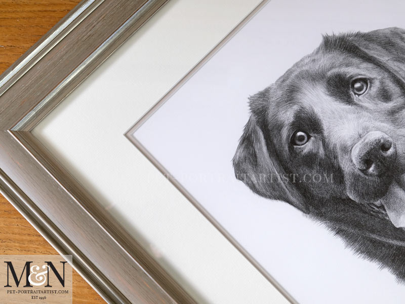 Photo of the Black Labrador Portrait Framed