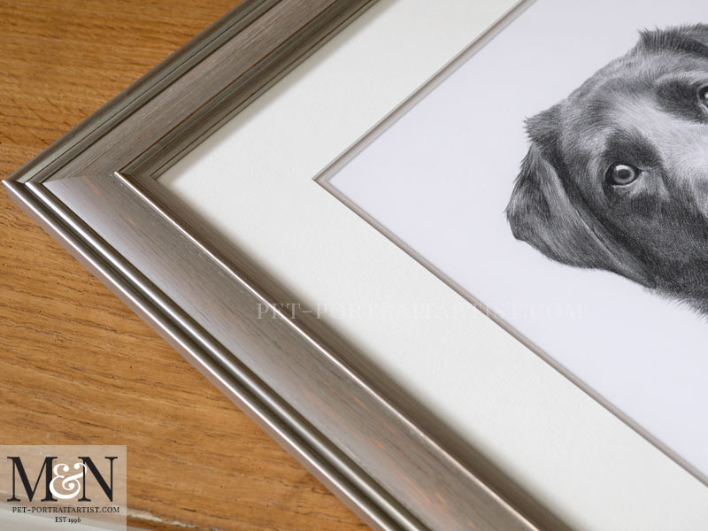 Black Labrador Portrait Framed