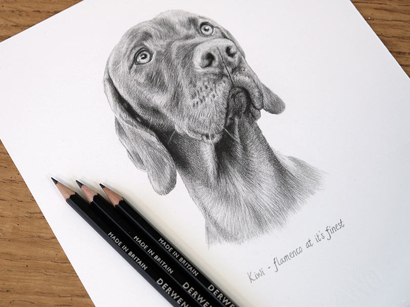 Vizsla Pencil Drawing