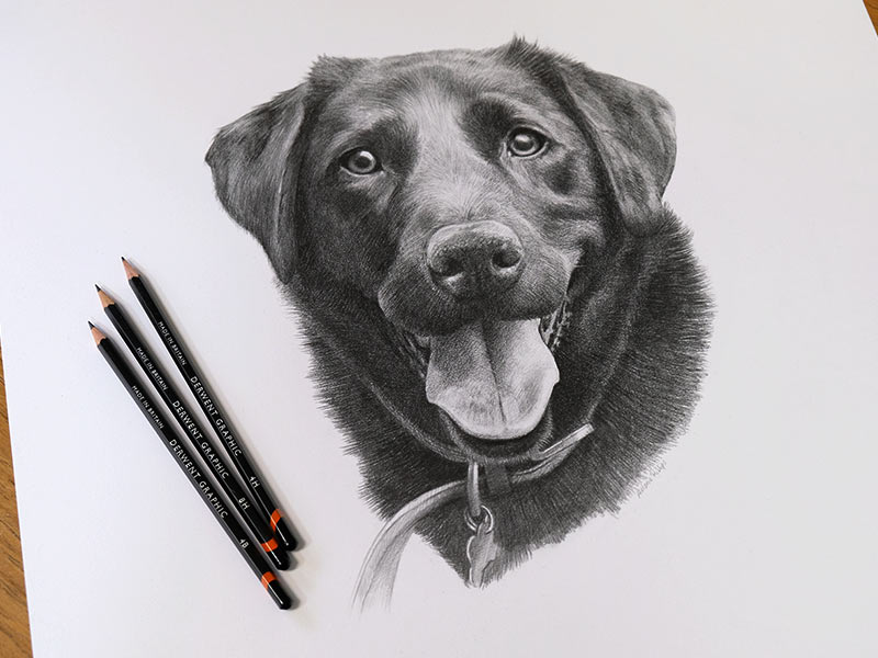 Black Labrador Pencil Portrait