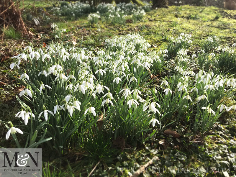 Melanie's February News Snowdrops in the Woodland 