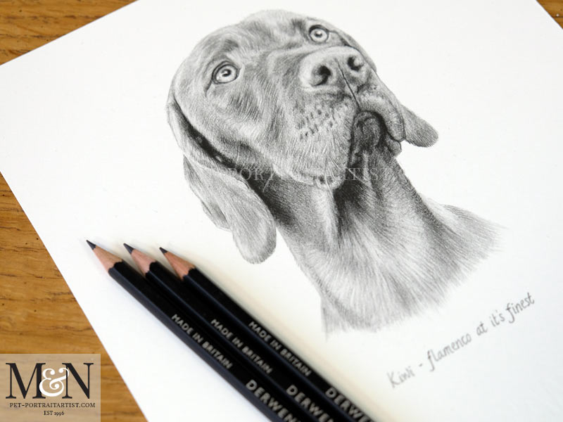 Vizsla Pencil Drawing Portrait