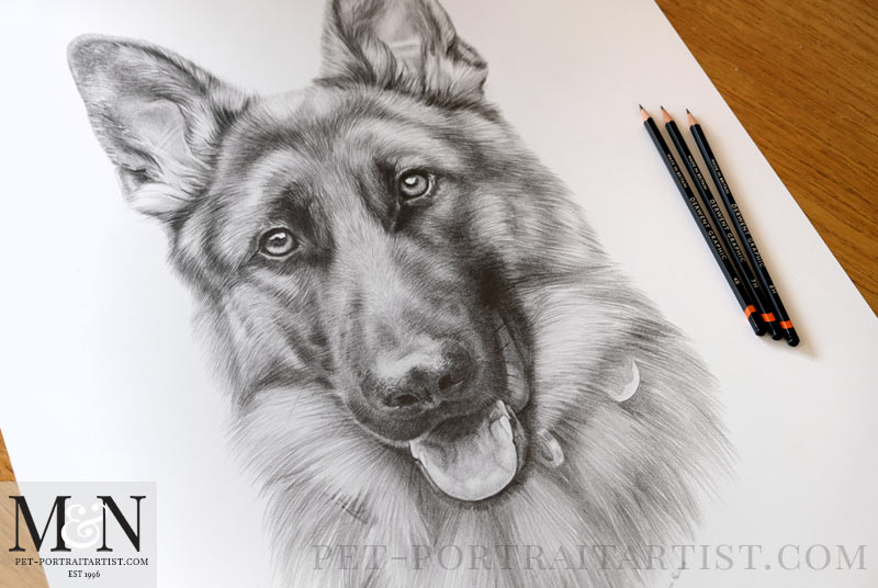 alsatianpencildrawing2 Melanie & Nicholas Pet Portraits