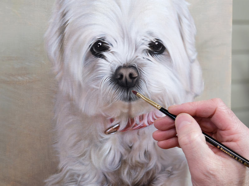 Maltese Pet Portrait Oil Painting