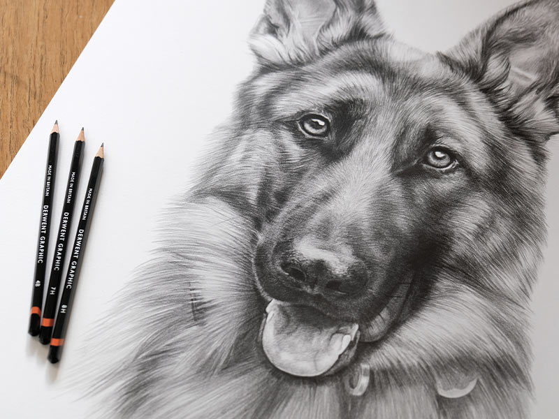 Alsatian Pencil Drawing