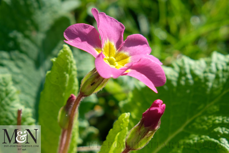 Polyanthus