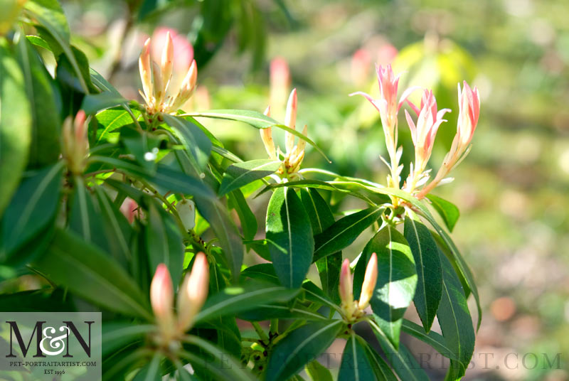 Pieris - Melanie's March News