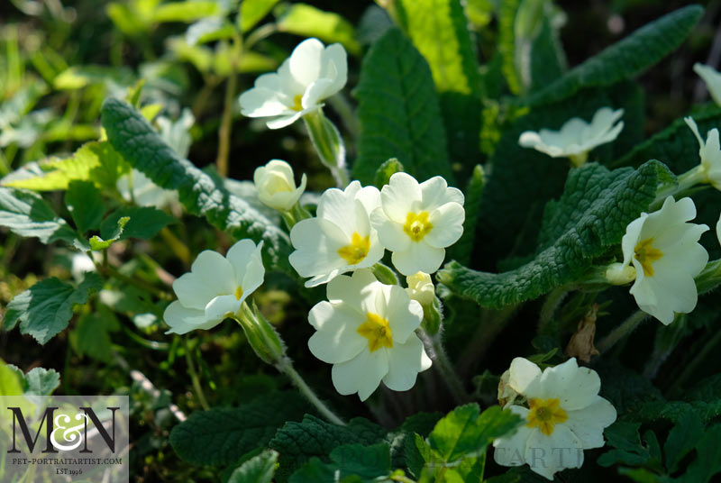 Primroses