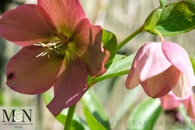 hellebores