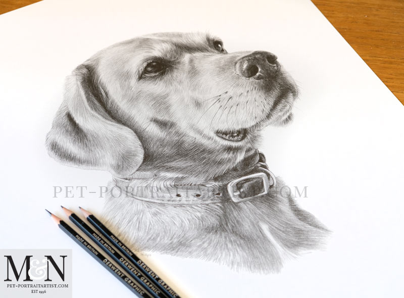 Pencil Pet Portrait of Rusty