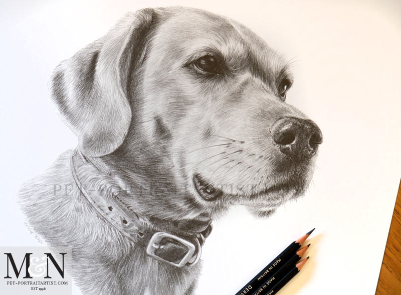 Rusty's Pencil Portrait - Melanie & Nicholas Pet Portraits