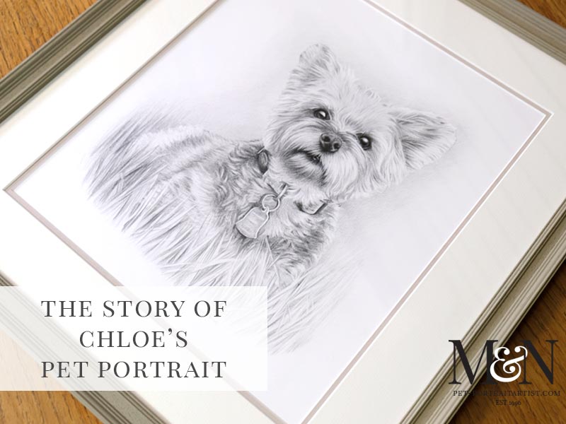 Yorkshire Terrier Pencil Pet Portrait