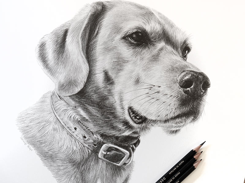 Pencil Pet Portrait of Rusty