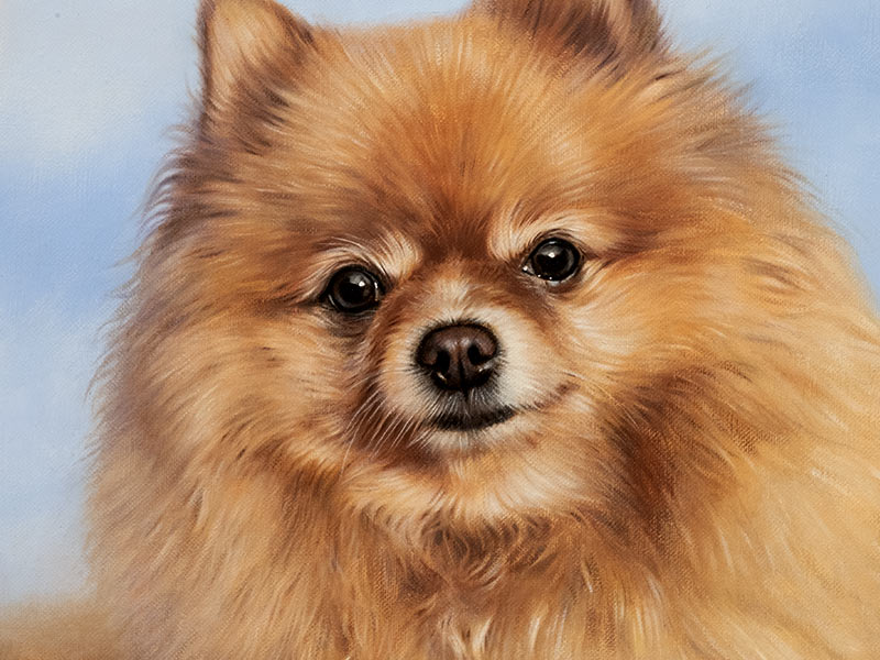 Oil Pet Portrait of Boo The Pomeranian