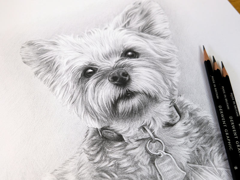 Yorkshire Terrier Pencil Pet Portrait