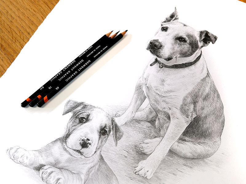 Staffordshire Bull Terrier Pencil Drawing