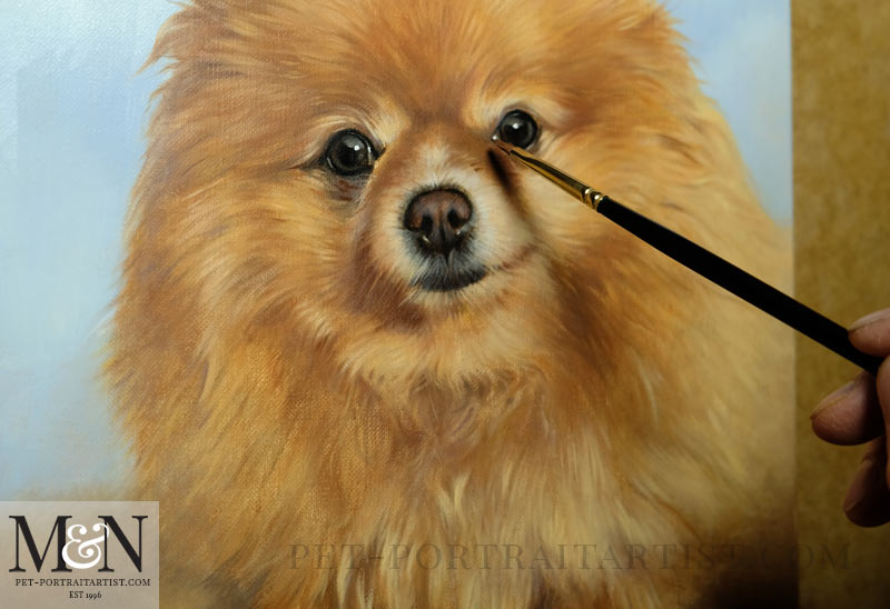 Oil Pet Portrait of Boo - In Progress