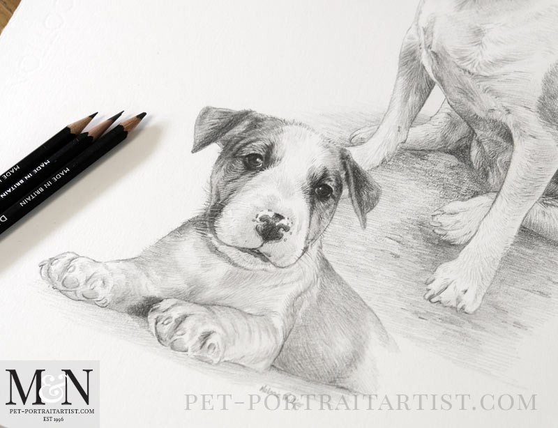 Staffordshire Bull Terrier Pencil Drawing