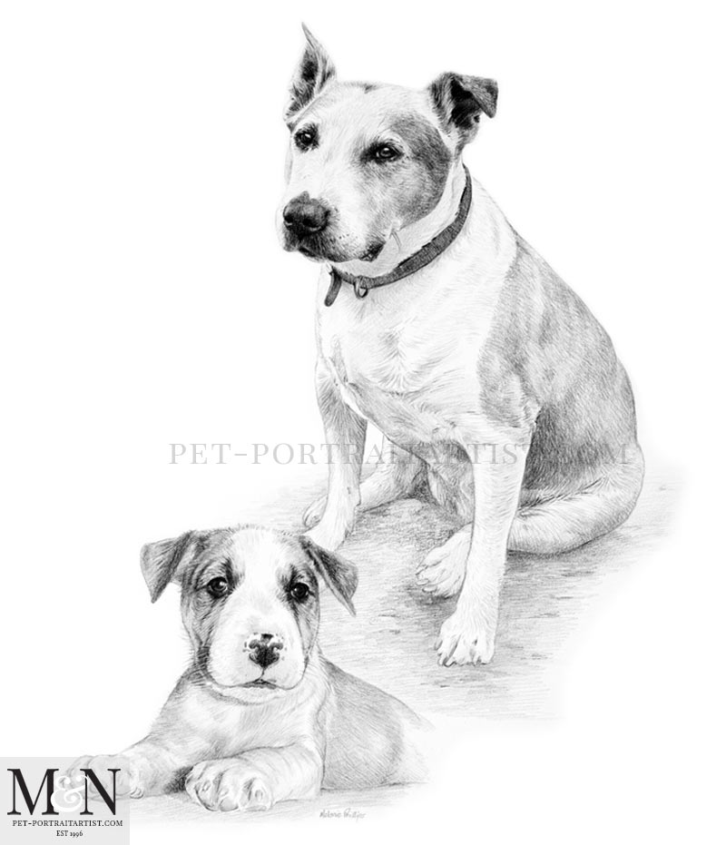 Staffordshire Bull Terrier Pencil Drawing