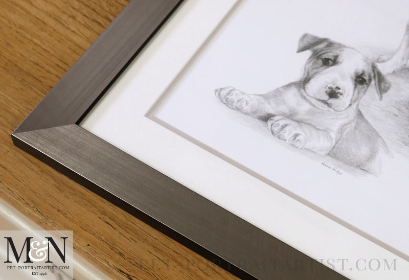 Staffordshire Bull Terrier Pencil Drawing