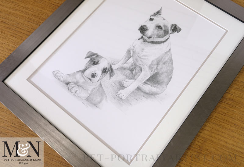 Staffordshire Bull Terrier Pencil Drawing