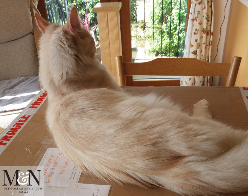 Archie laying on the box packaging of the portrait!