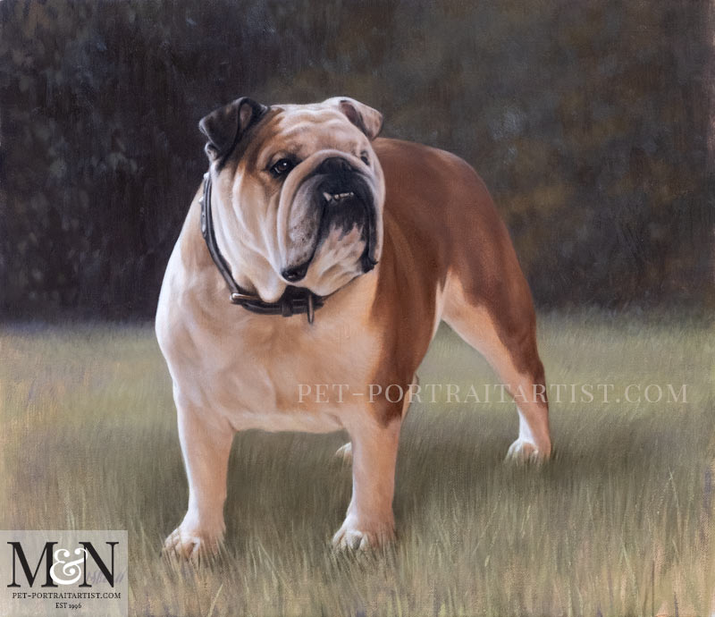 English Bull Dog Portrait