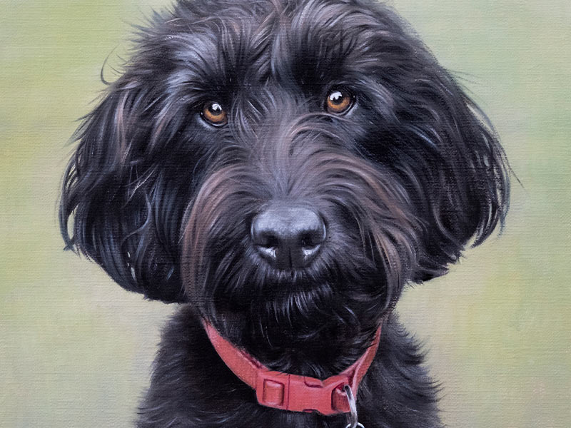 Labradoodle Pet Portrait in Oils