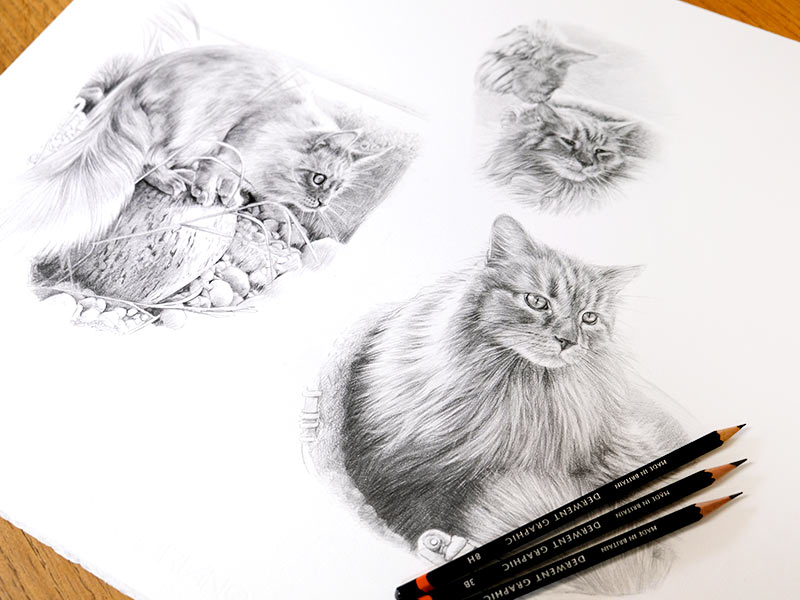 Cat Pencil Pet Portrait