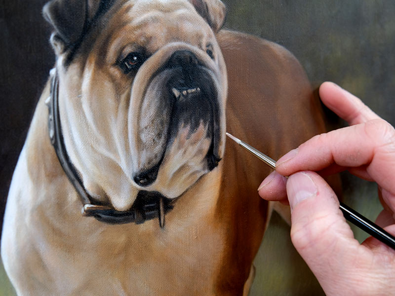 English Bulldog Pet Portrait